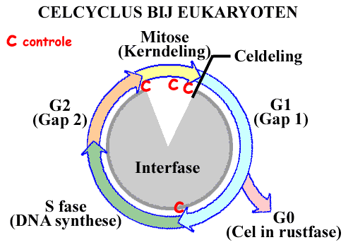 Celcyclus bij eukaryoten