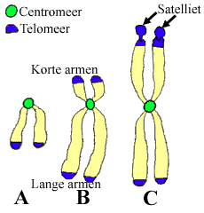 Type of chromosomes