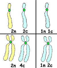 Numbers of chromosomes and chromatids