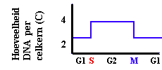 DNA hoeveelheid in  mitose