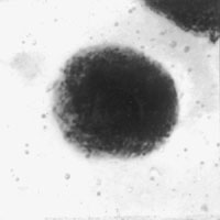 meiosis: leptotene in Lilium