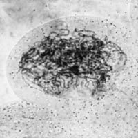 meiosis: pachytene in Lilium
