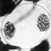 meiose: profase II in Lilium