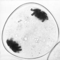 meiose: telofase I in Lilium