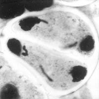 meiosis: telophase II in Lilium