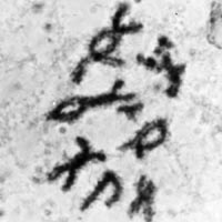 meiose: diakinese in Locusta