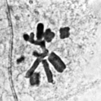 meiosis: metaphase II in Locusta