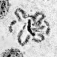 meiose: pachyteen in Locusta