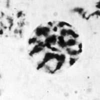 meiosis: prophase II in Locusta