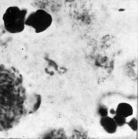 meiosis: telophase I in Locusta