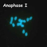 meiose: anafase I in Petunia