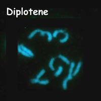 meiosis: diplotene in Petunia