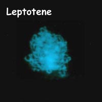 meiosis: leptotene in Petunia.jpg