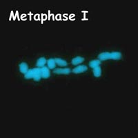 meiosis: Metaphase I in Petunia