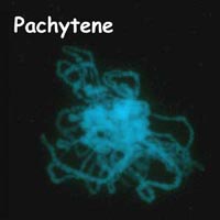 meiosis: pachytene in Petunia.jpg