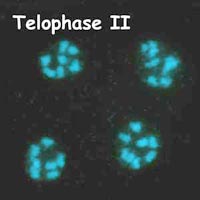 meiosis: telophase II in Petunia