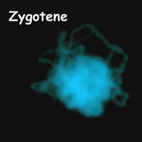 meiosis: zygotene in Petunia.jpg