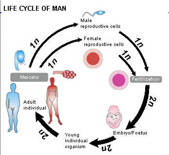 Life cycle man