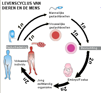 Levenscyclus mens