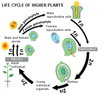 Life cycle plant