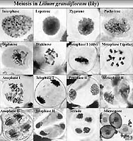 Stadia van meiose in lelie