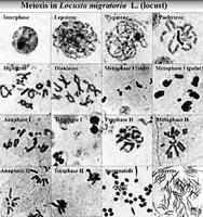 Stages of meiosis in grasshopper