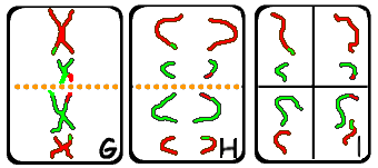 Schematische weergave van de meiose II