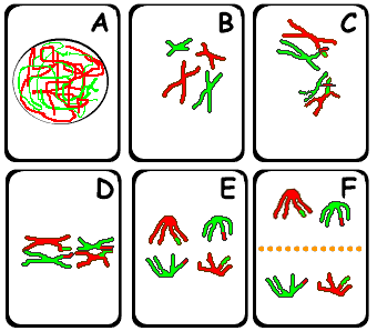 Schematische weergave van de meiose I