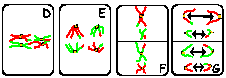 Meiose: anafase II alleen splitsing centroneren