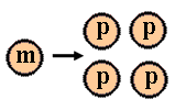 Meiocyt en meioseproducten