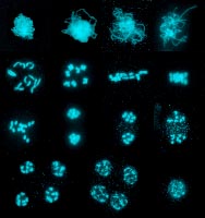 Stadia van meiose in petunia; DAPI kleuring