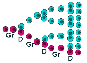 Proliferation and cell cycle: D=division, Gr=growth