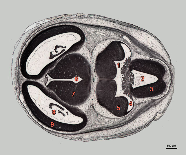 E16-07-hor-339-labels coupe van een ratembryo