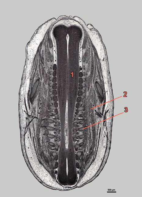 E16-09-front-939-labels coupe van een ratembryo