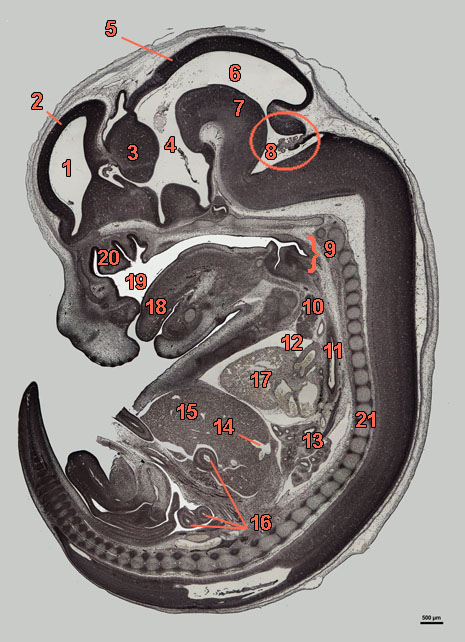 E16-sag-339-labels coupe van een ratembryo