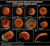 Thumbnail poster embryology tadpole in toto preparations