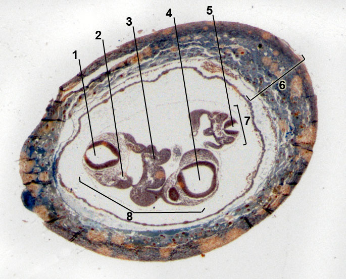 embryo of mouse 9 days old