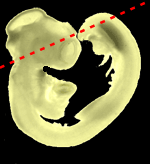Plane of section in this 9 days old embryo