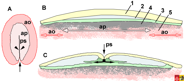 schema area pellucida en area opaca en ontstaan primitieve streep in kip embryo