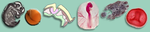 banner embryology tutorial