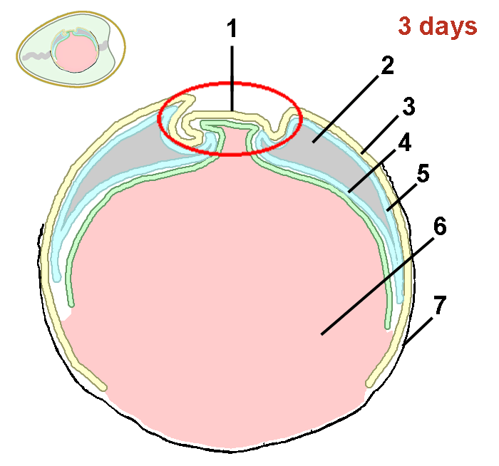 Schematische tekeningen dwarsdoorsnede door het ei vd kip na 3 dagen