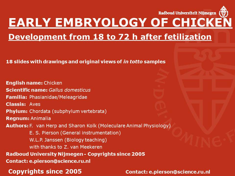 Embryology Of Chicken Slides