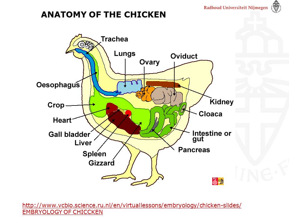 Embryology of chicken: slides