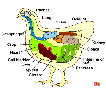 anatomy of the hen and place of the reproductive organs