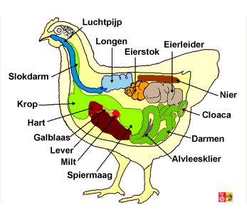 anatomie van de hen en voortplantingsorganen
