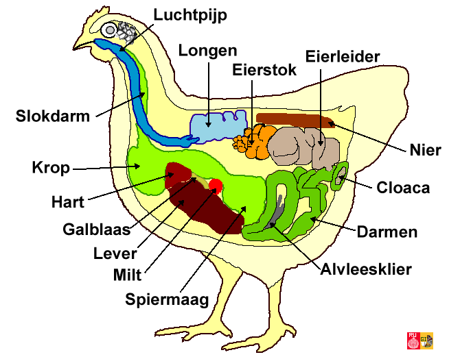 Boos worden Melancholie Rimpelingen Embryologie van de kip