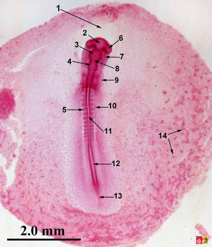 embryologie van de kip 33 uur