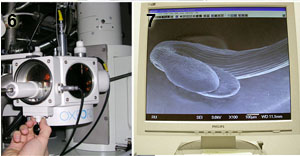 Cryo-sem voorbereiding - deel b