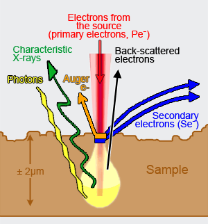 Electrons and radiation in scanning electron microscopy