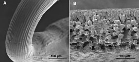 Voorbeelden van geheel en vriesbreek monsters in cryo-SEM